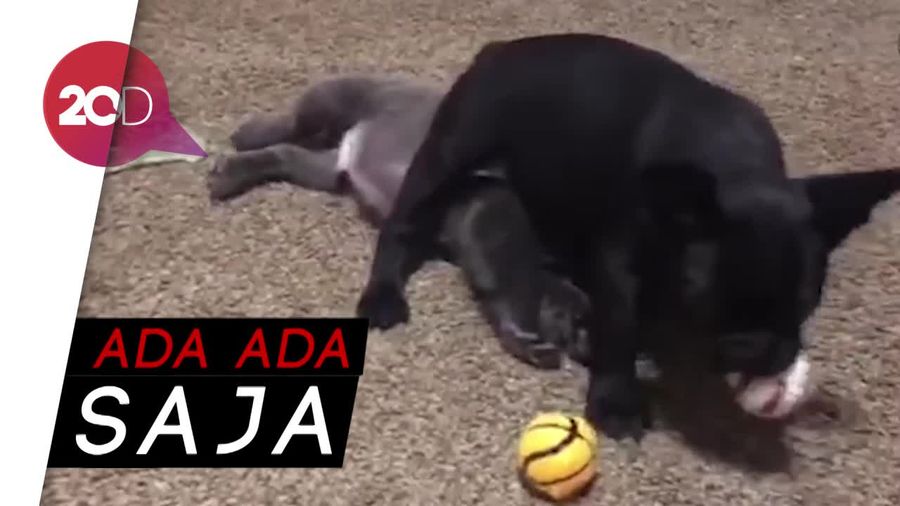 Kocaknya Anjing yang Cemburuan dan Suka Goyang