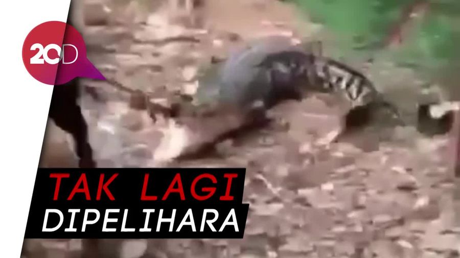 Ditinggal Mati Tuannya, Buaya di Bambu Apus Dievakuasi