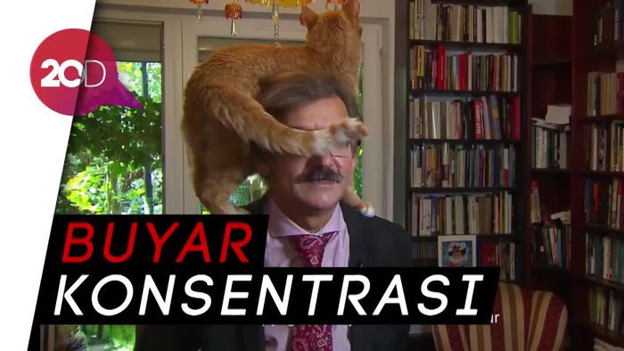Begini Jadinya, Lagi Serius Bahas Politik Diganggu Kucing