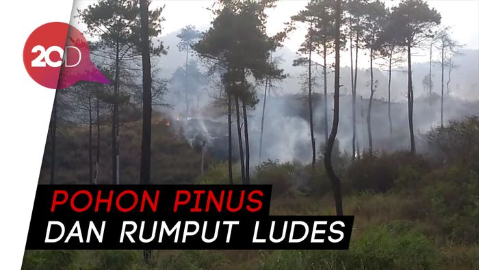 Hutan Gunung Guntur di Garut Dilahap Si Jago Merah