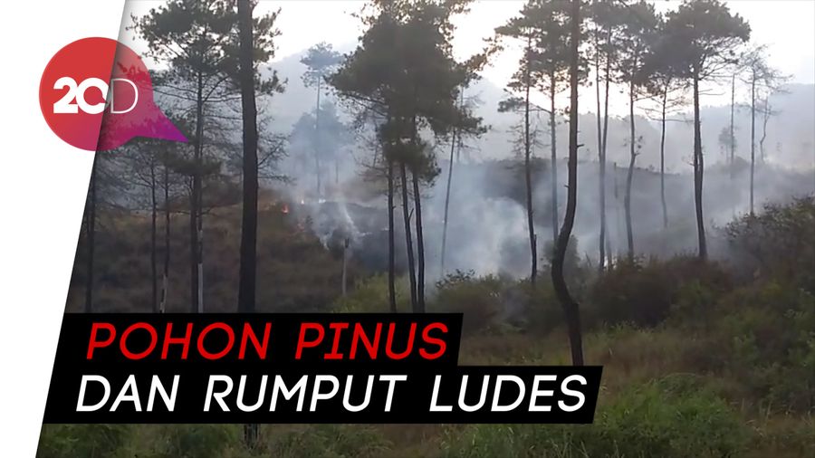 Hutan Gunung Guntur di Garut Dilahap Si Jago Merah