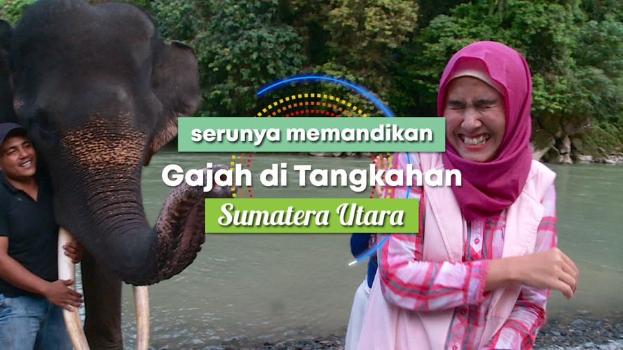 Berinteraksi Langsung dengan Gajah