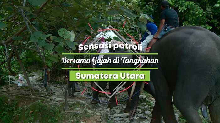 Berkeliling Taman Nasional dengan Mengendarai Gajah