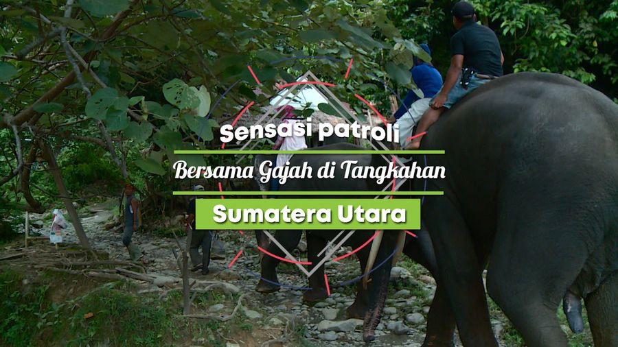 Berkeliling Taman Nasional dengan Mengendarai Gajah