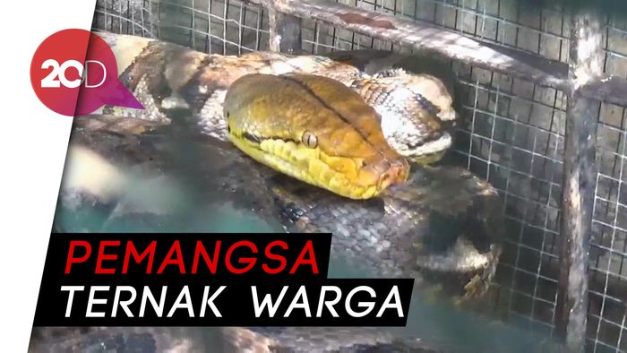 Ular Sanca Pemangsa Ternak Warga Berhasil Ditangkap
