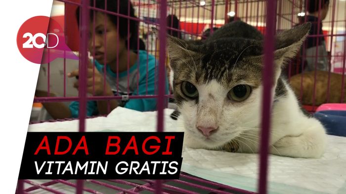Cat Lovers, Yuk Mampir ke Cat Expo 2018!