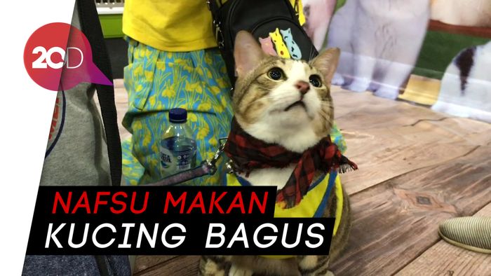 Cegah Toksoplasma Sejak Dini
