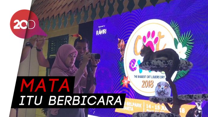 Begini Cara Foto Kucing dengan Bagus