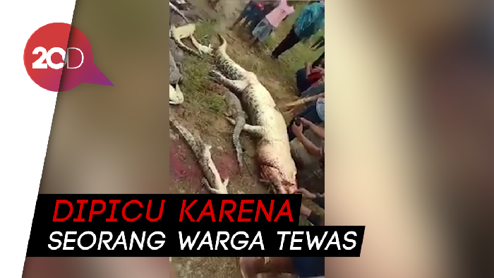 Kejam! Warga Sorong Ramai-ramai Bantai 292 Buaya di Penangkaran