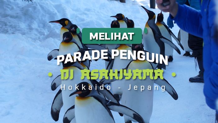 Melihat Parade Penguin di Asahiyama Zoo Hokkaido