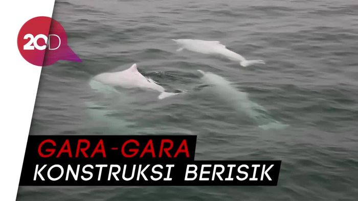 Jembatan Hong Kong-Cina Ancam Lumba-lumba Putih Cina