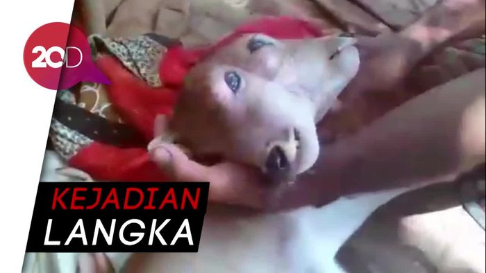 Bayi Sapi Berkepala Dua di Inhu Riau Hebohkan Warga