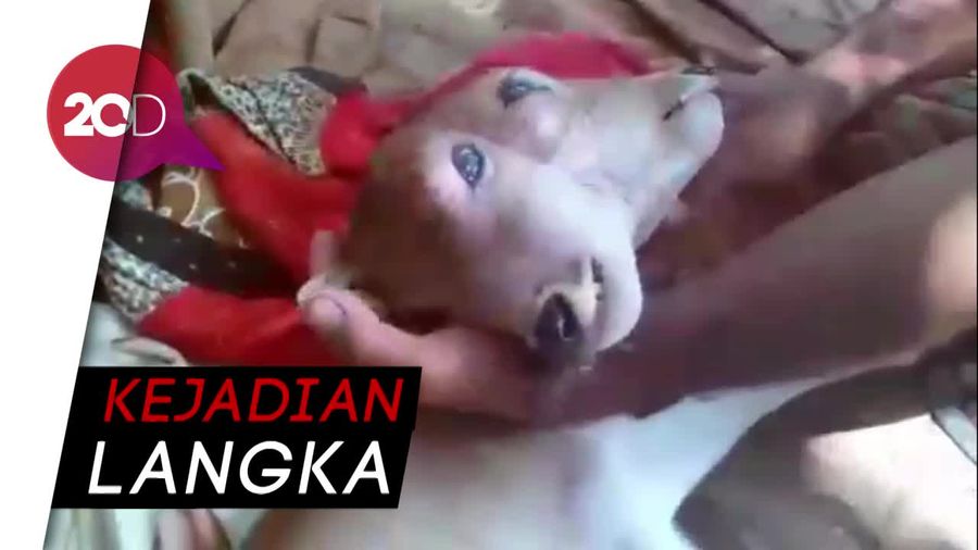Bayi Sapi Berkepala Dua di Inhu Riau Hebohkan Warga