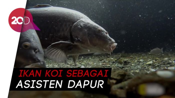 Ikan Koi jadi Senjata Lingkungan di Jepang Tetap Bersih!
