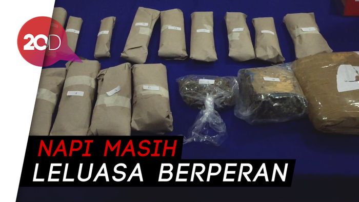 1,9 Kg Ganja di Jakarta Diamankan, Diduga Dikendalikan Napi