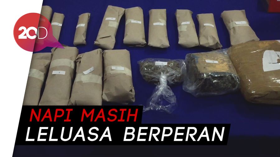 1,9 Kg Ganja di Jakarta Diamankan, Diduga Dikendalikan Napi