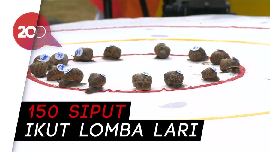 Kocak! Ada Lomba Lari Antar Siput