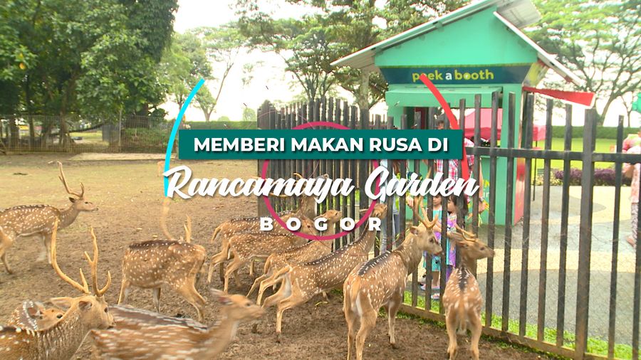 Memberi Makan Rusa di Bogor