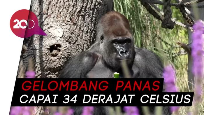 Dilanda Gelombang Panas, Bunbin London Diberi Sensasi Dingin