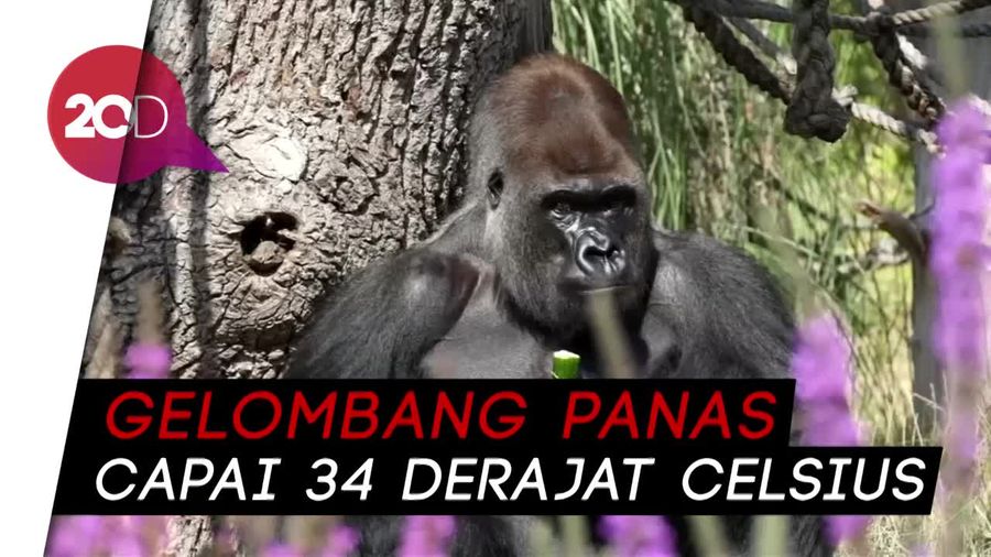 Dilanda Gelombang Panas, Bunbin London Diberi Sensasi Dingin