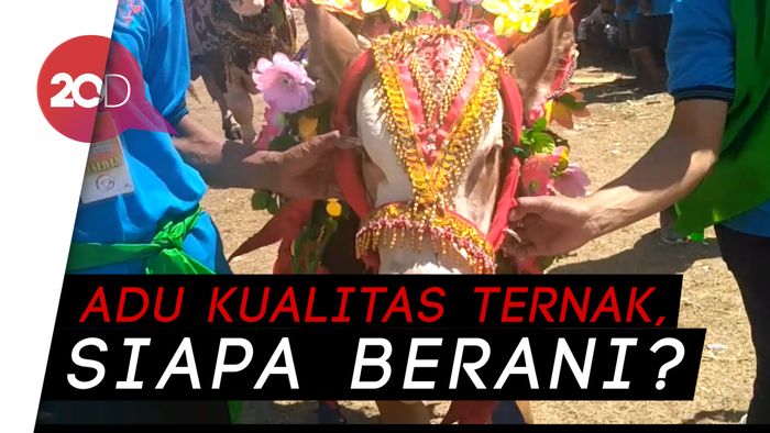Ikuti Fashion Show, Ratusan Ternak Ini Bergaya Bak Model