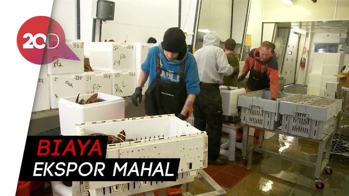 Eksportir Lobster di AS Mulai Merasakan Dampak Perang Dagang