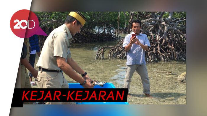 Sandi Lepas Penyu Owo dan Owi ke Laut