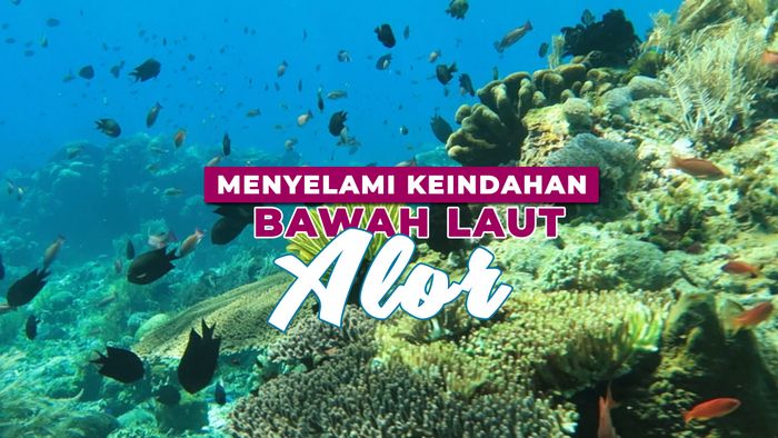 Menikmati Keindahan Bawah Laut Pulau Alor