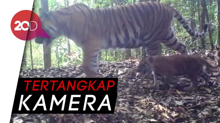 Wow! Harimau di Sumatera Beranak Berbiak