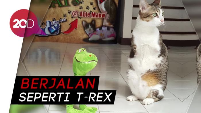 Hanya Punya 2 Kaki, Kucing Ini Mencuri Perhatian Netizen