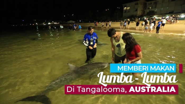Seru! Memberi Makan Lumba-Lumba Di Tangalooma
