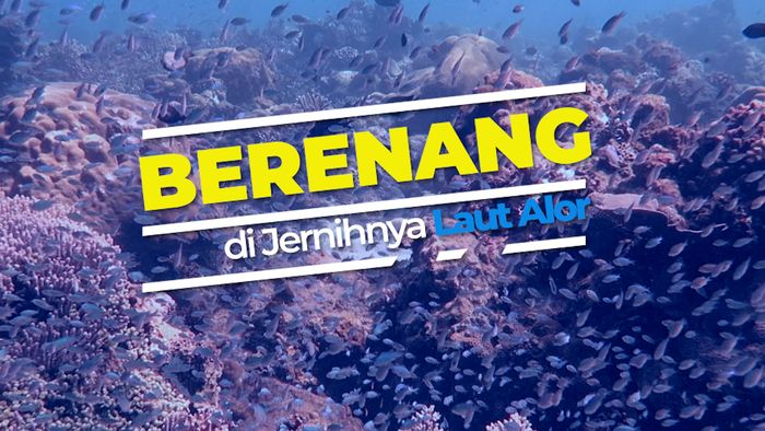 Berenang di Jernihnya Laut Alor