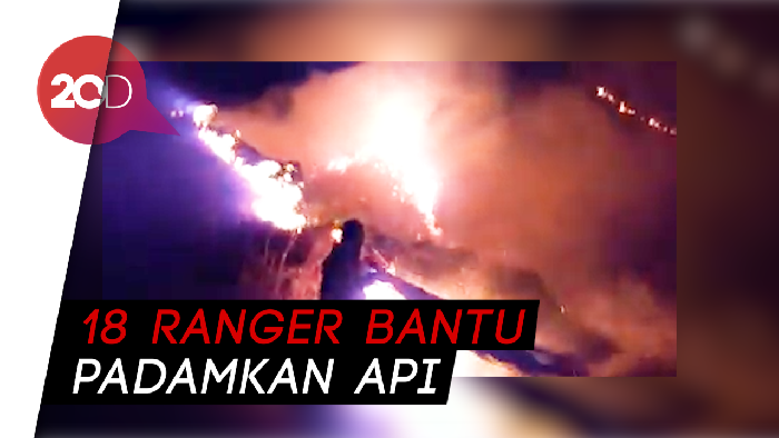 Aksi Ranger Taman Nasional Komodo Padamkan Api di Gili Lawa