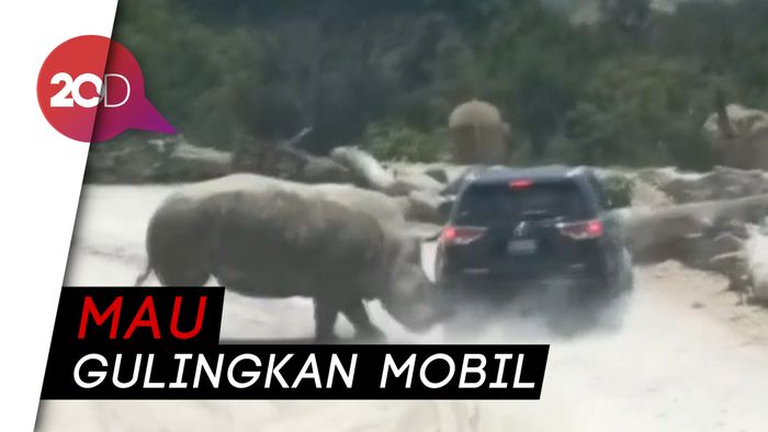 Duh! Ada Badak Seruduk Mobil di Taman Safari Meksiko