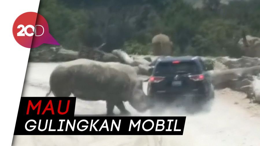 Duh! Ada Badak Seruduk Mobil di Taman Safari Meksiko