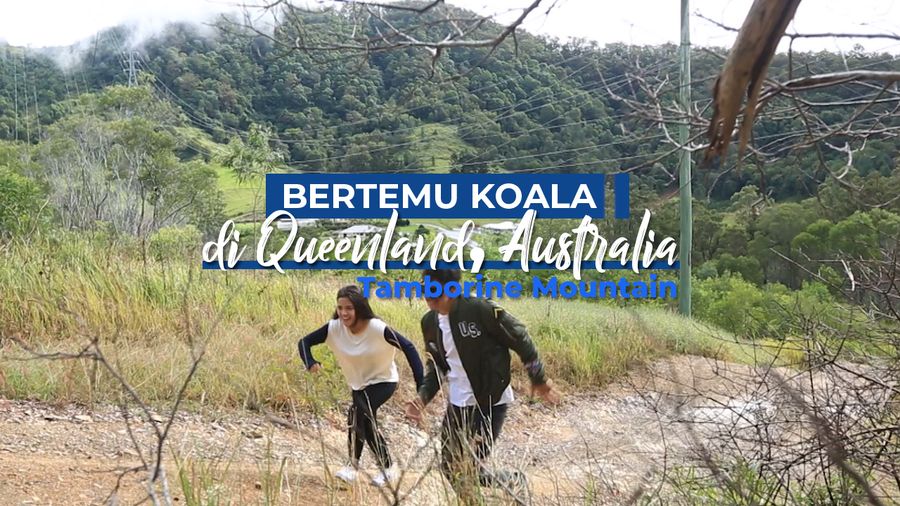 Bertemu dengan Koala di Queensland, Australia