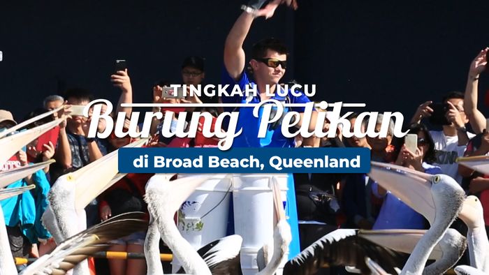 Tingkah Lucu Burung Pelikan di Broad Beach