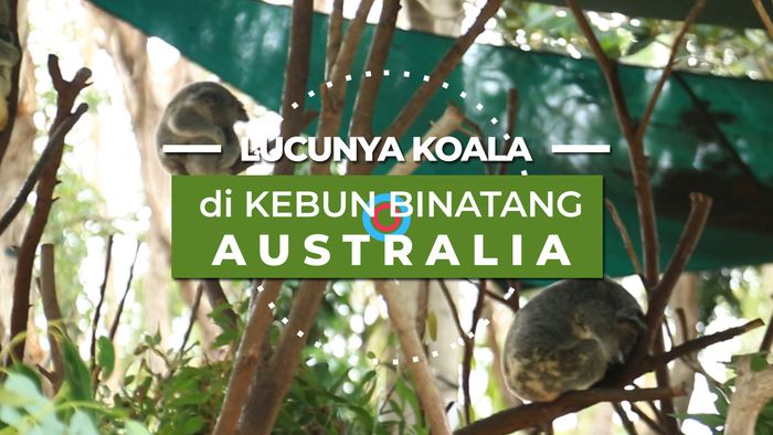 Lucunya Binatang Khas Australia, Koala