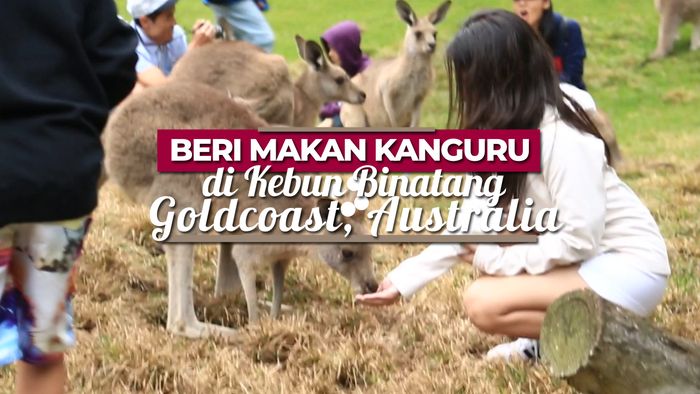 Memberi Makan Kangguru di Kebun Binatang Goldcoast