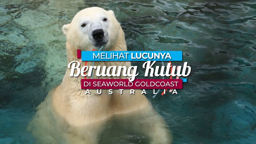 Melihat dari Dekat Beruang Kutub di Goldcoast Australia