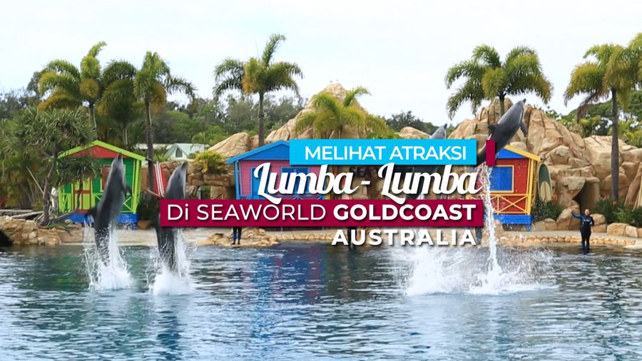 Melihat Atraksi Lumba-lumba di Seaworld Goldcoast Australia