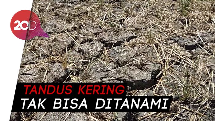  Embung di Semarang Kering, Petani Pilih Merantau