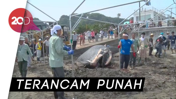 Hiks! Paus Biru Mati Terdampar di Pantai Jepang