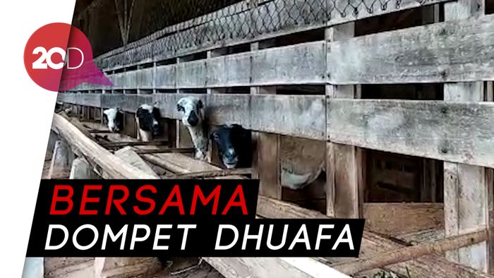 Melihat Peternakan Hewan Kurban di Subang