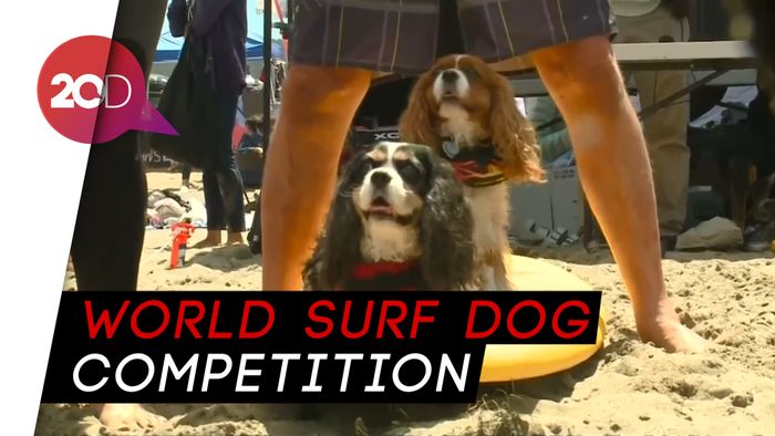 Gemas! Melihat Anjing-anjing Lucu Lomba Surfing