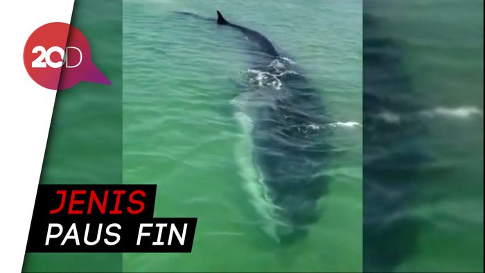 Paus Sepanjang 18 Meter Terdampar di Meksiko