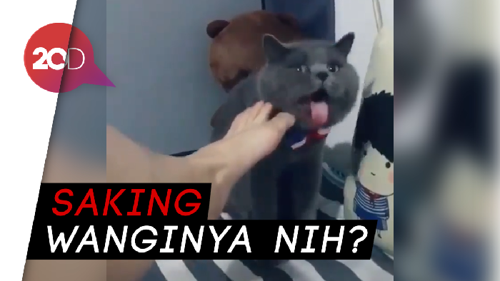 Kasihan... Kucing Ini Mabuk Bau Kaki