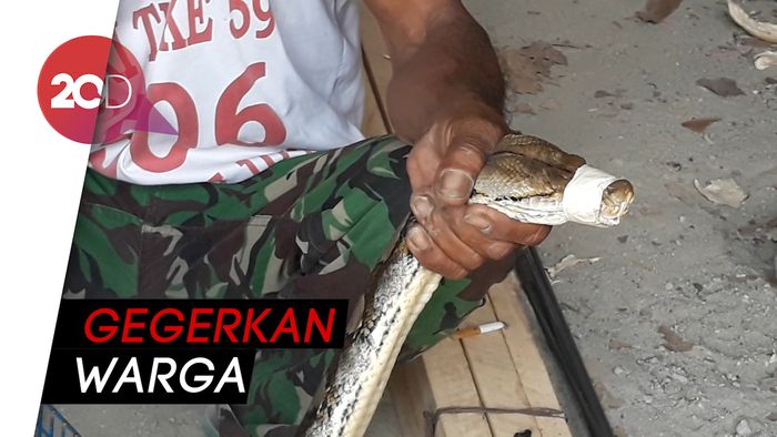  Seekor Ular Ditemukan di Lokasi Semburan Air di Ngawi