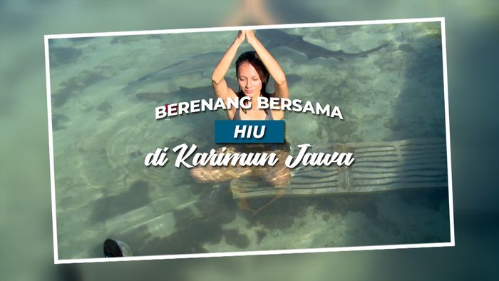 Berenang Bersama Ikan Hiu