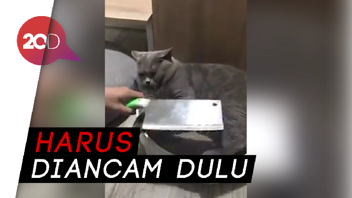 Cara Jitu Jinakkan Kucing Agar Mau Dipotong Kukunya